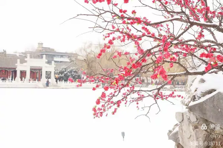 白雪红梅大观园
